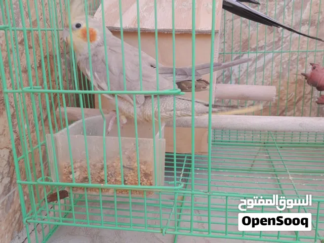 ببغاوات كوكتيل للبيع