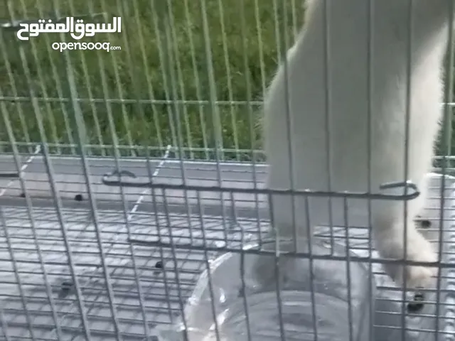 ارنب اليف للبيع الصحة ممتازه وتحب تلعب معها اكلها وقفصها