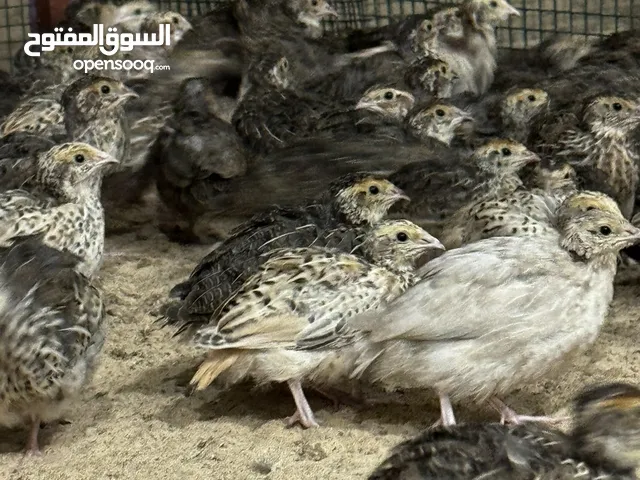 فري للعلف غير مطعم 110حبه ب 25 اطباق بيض اقل شي 10 اطباق .750 فلس الطبق