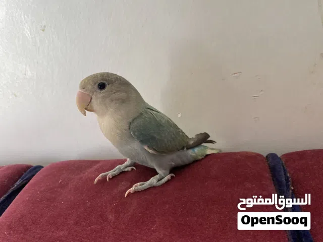 اللبيع طيور روز