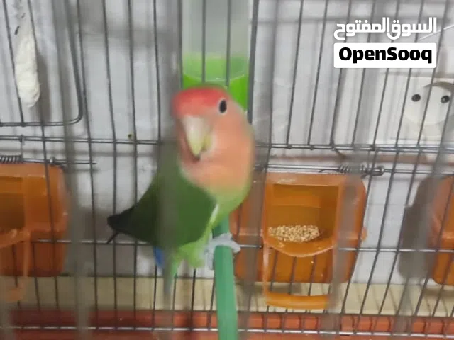 طير بركديلو