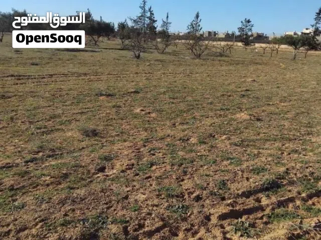 ارض لبيع وادي الربيع شارع خلة النور