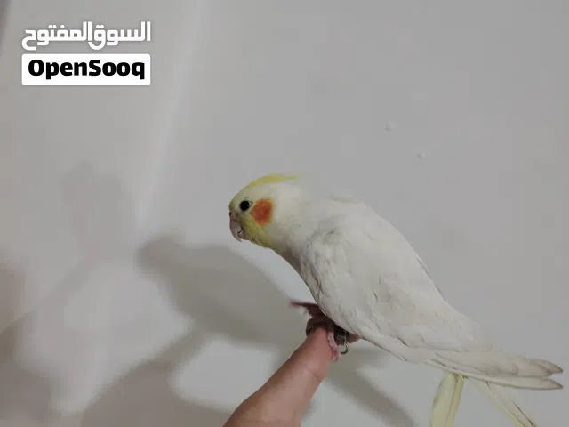 موجود جوز كوكتيل ذكر لاتينو بعمر تقريبا 9 أشهر وانثى ايزابيل بعمر 11 شهر تقريبا مروضين والذكر بغرد