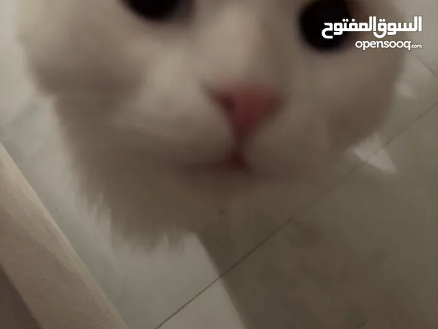 متوجد فرياض