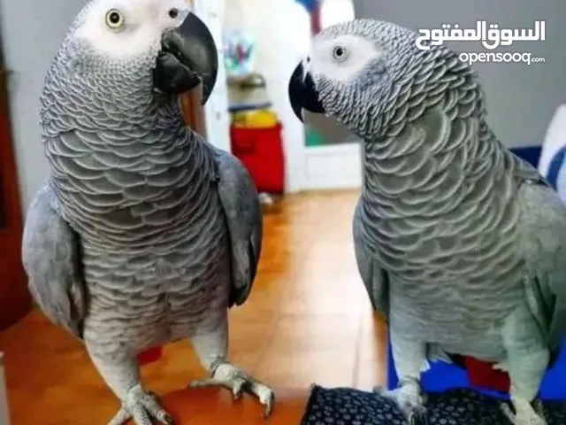 Lovely African gray parrots birds
