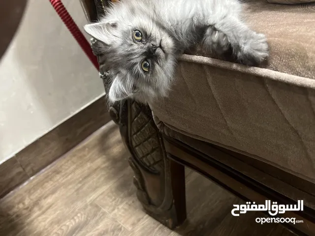 قطة بريتش قطه بريتش قطة بريتش