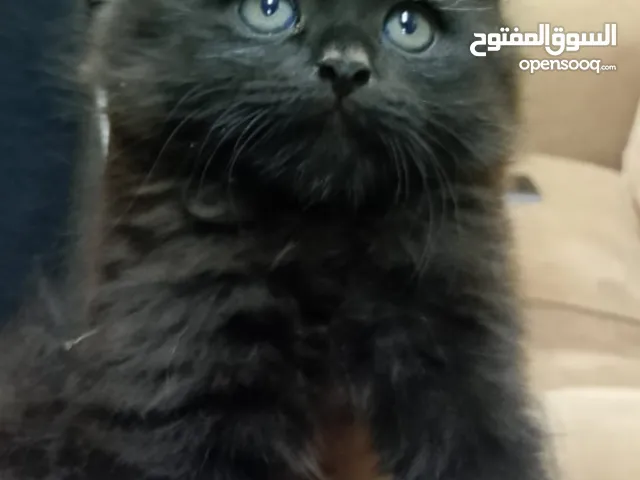 قطط  العمر 45 يوم