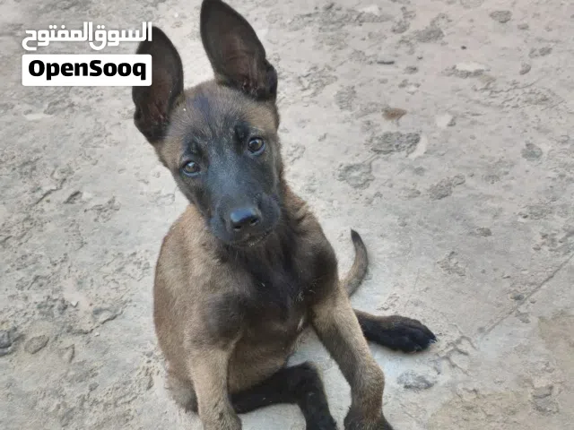 انثى مالينو للبيع الله يبارك العمر 55 يوم