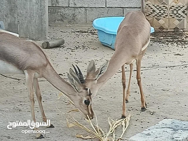 لدينا غزلان لبيع