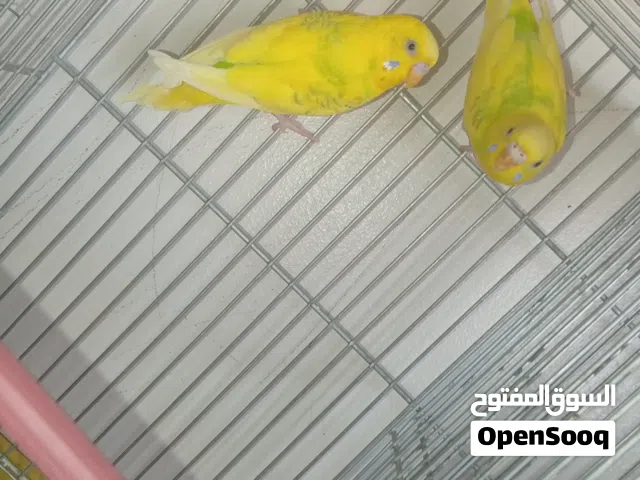 زوز كوبيات باقلينوا