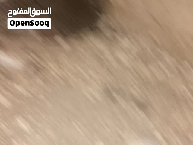 للبيع حبش بلدي