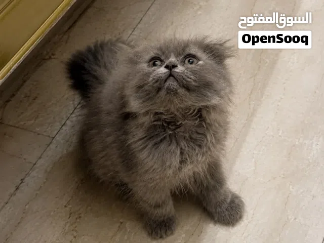Kitten British long hair