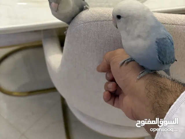 زوج طيور روز اليف للبيع