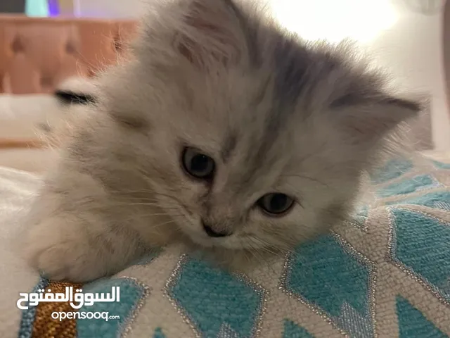 Cats for adoption