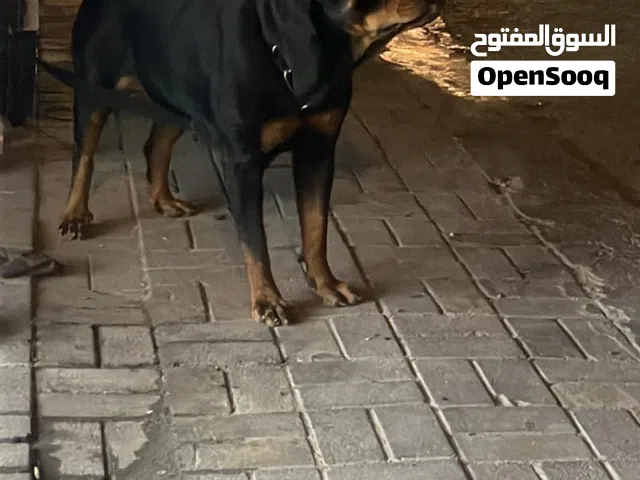 للبيع انثى بنت جيم فول بدقري  صرفيتها قريبه بسعر طيب للجادين فقط المستوى فوق التوب  العمر 4سنين