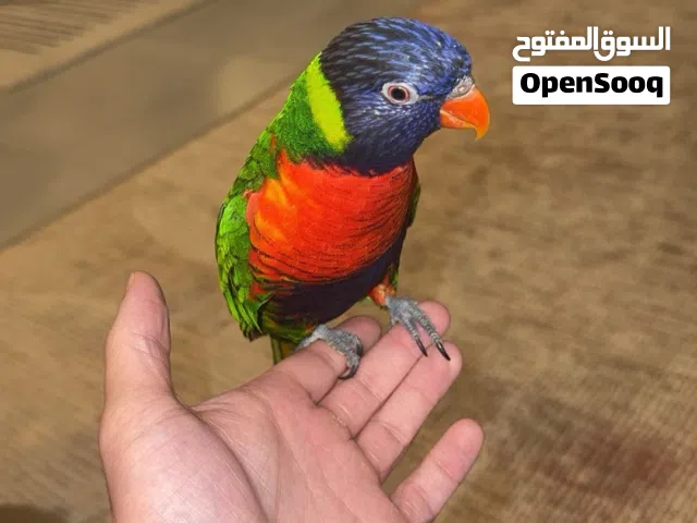 للبيع لوري ذكر