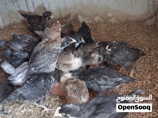 صيصان للبيع