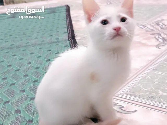 قط صغيره عمر شهرين ونص شيرازي اصل للبيع