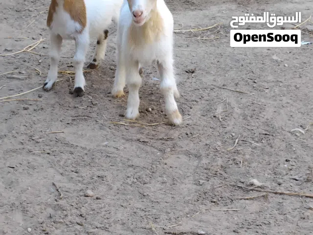 زوز عناق البيع عمرهم تلات شهور