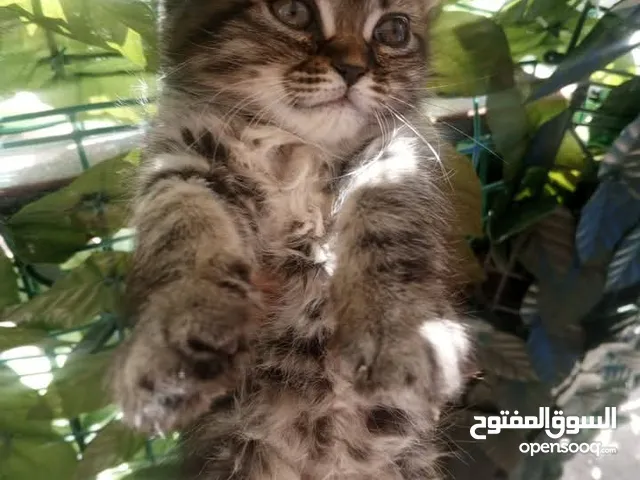 همالتيا مكس شانشيلا