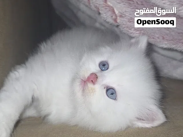 سكوتيش ذكر العمر شهر ونص