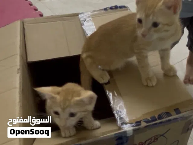 ثلاث قطط صغيرة