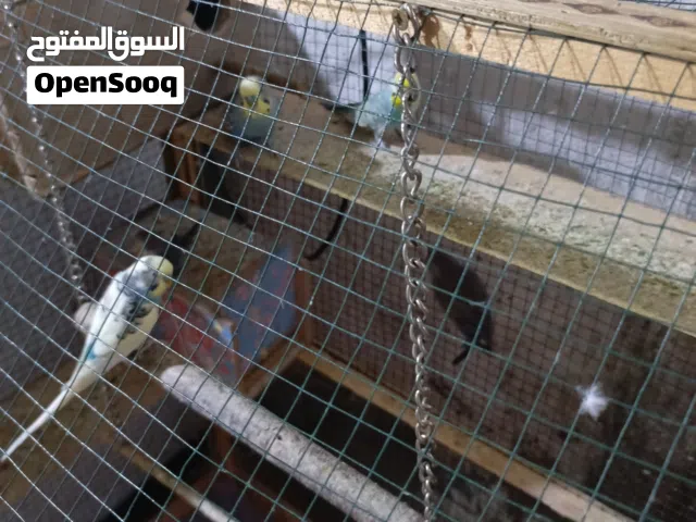 طيور حب هنه وقفصهن خمس ازواج وجواهن بيض سعرهن 75