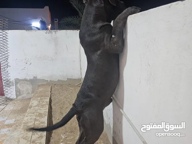 Bully high quality 4 month puppy