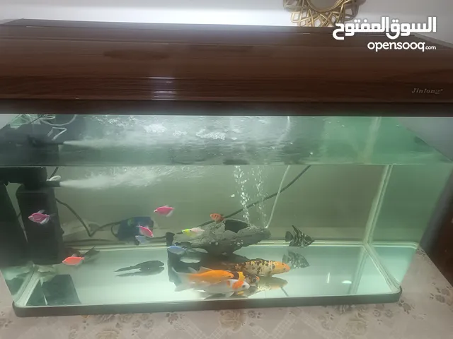 حوض سمك للبيع Fish tank for sale