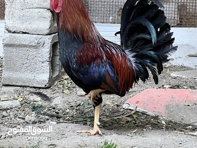 ديج كويتي احمر