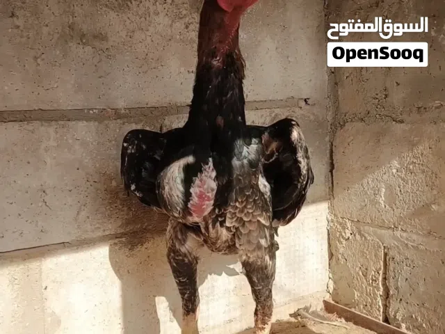 ديوك باكستاني نخب اول