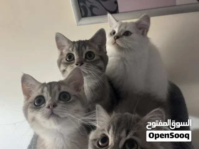 قطط ذكور للبيع الواحد 150 عمرهم خمس شهور متعلمين على الليتر بوكس وغير مطعمين وصحتهم ممتازه لعوبين
