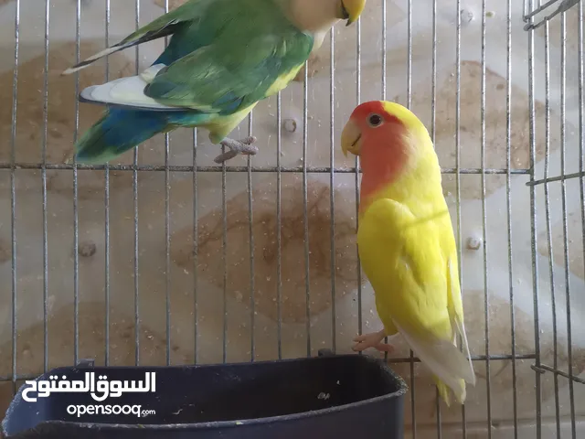 جوز روز وجوز فيشر و فرخين فيشر مخاليف كبار