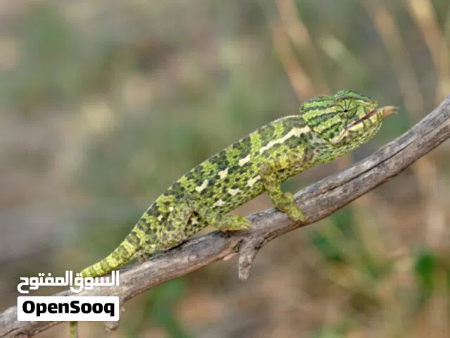 مطلوب حرباء المحجبه بسعر معقول
