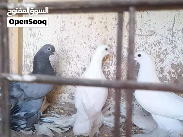 إنتاج حمام شقليب هزاز الله يبارك للبيع