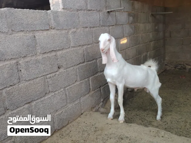 طقم باكستاني مميز