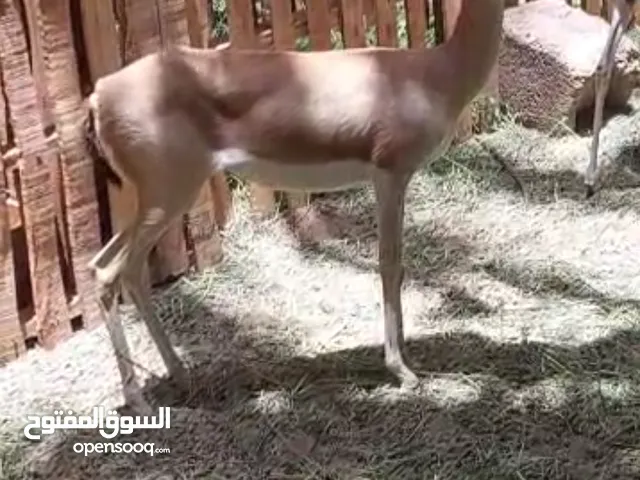 جوز غزال كبار للبيع مع بعضهم