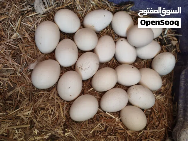 بيض ابو ركيبه كويتي شرط الشد مدة خزن 3 ايام العدد23 بيضه