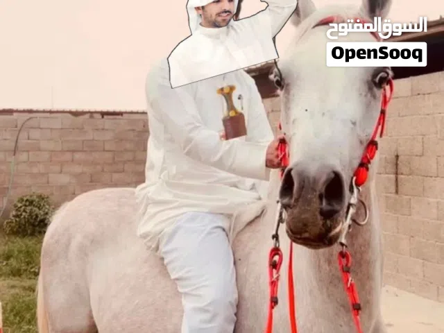 خيل مهر.   مدرب ومطيع