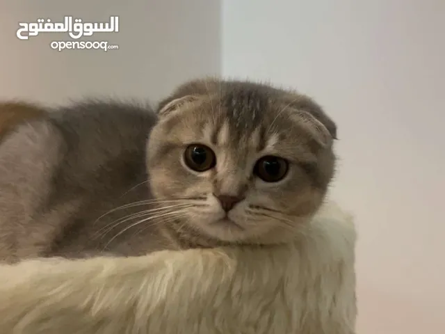 سكوتش فولد