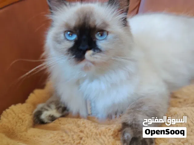 قطه انثى من نوع هملايا بعمر سنه و8 اشهر ووزن 6 كيلو غرام