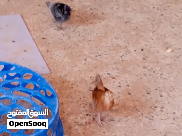 كتكوت عربي اصلي