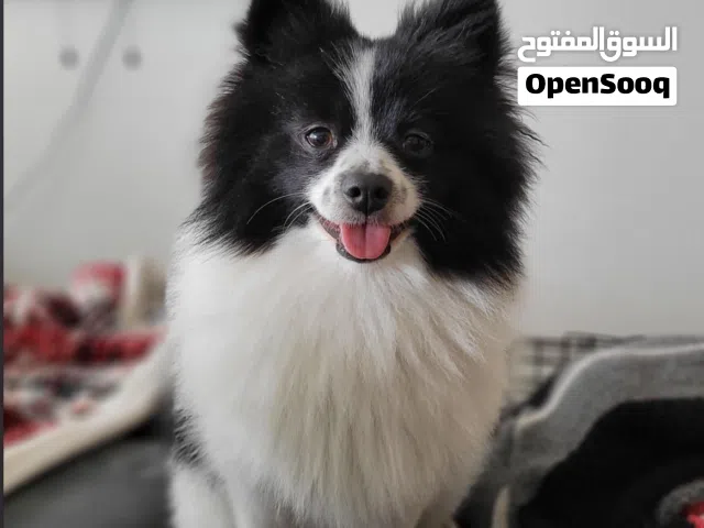 شبيتز أليف