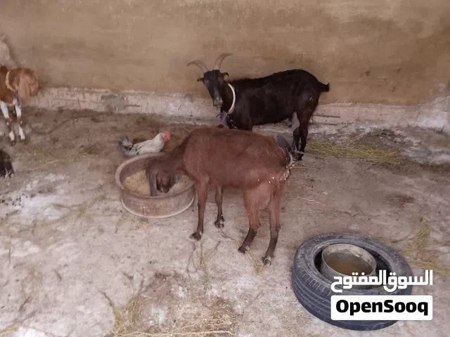 3عنزات نخب اول