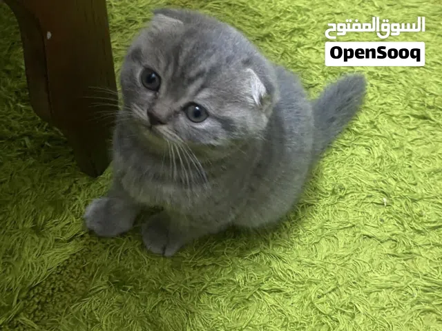 سكوتش فولد لعوب جدا ومنزلي ونضاف