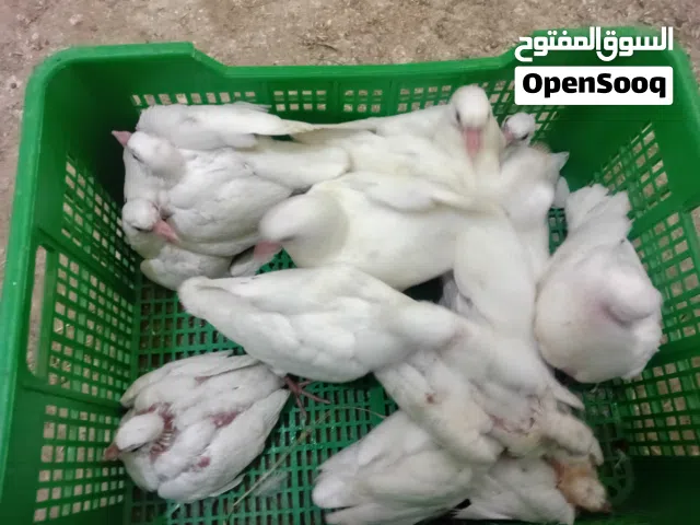 زغاليل فرنسي وديوك بلدي للبيع او للبدل في عمان جاوا