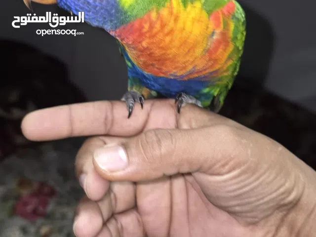 rainbow lorikeet 3 month old,free flight always want to be with me