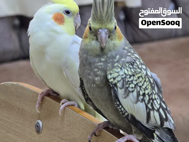 للبيع كوكتيل اليفات
