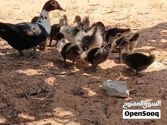 بطة تحتها 11 طرف
