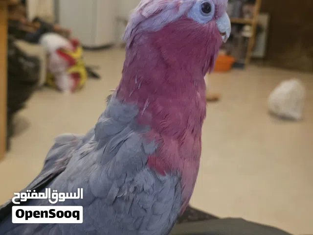 Galah Cockatoo